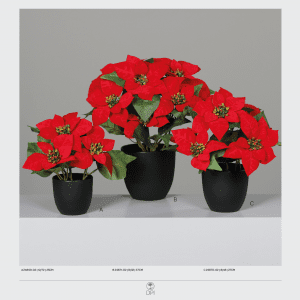 Amaryllis Plants Christmas Indoor Decoration