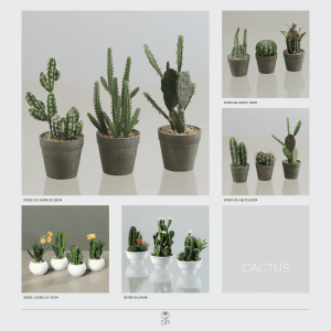 Cactus Small Home Decor