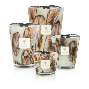 Anangu Candle Baobab